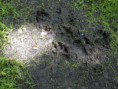 /album/fotogallerij/a1-wolf-5-jpg/